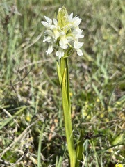 Dactylorhiza incarnata ochroleuca