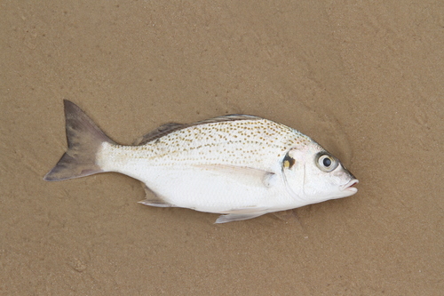 Perotet's grunt (Pomadasys perotaei) — Haemulidae