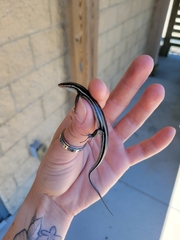 Plestiodon inexpectatus