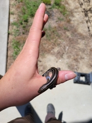 Plestiodon inexpectatus