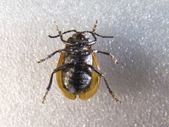 Galeruca pomonae