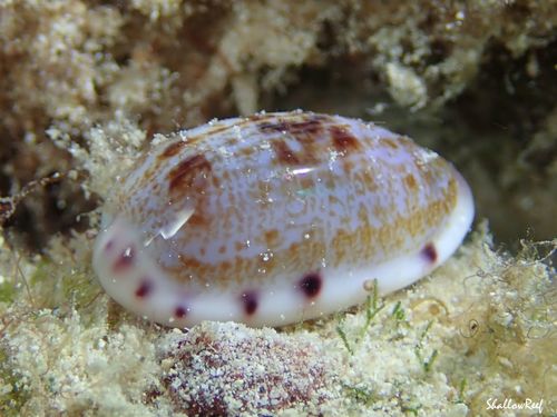 Talostolida pellucens observed 2021-10-06