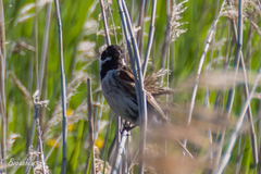 Emberiza schoeniclus