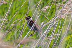 Emberiza schoeniclus
