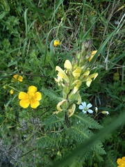 Pedicularis daghestanica