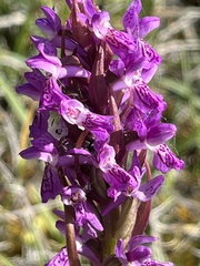 Dactylorhiza incarnata incarnata
