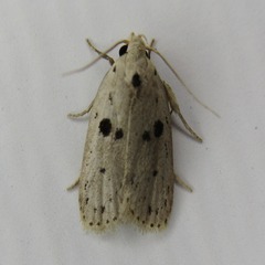 Scythropiodes issikii
