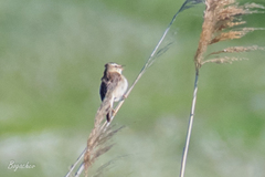 Acrocephalus schoenobaenus