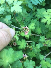 Ribes montigenum