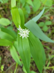 Maianthemum stellatum