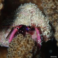 Calcinus haigae