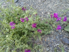 Vicia alpestris