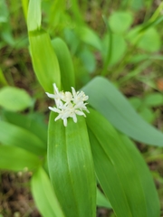 Maianthemum stellatum