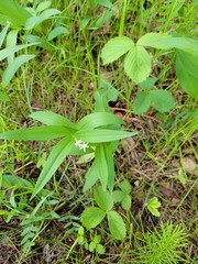 Maianthemum stellatum