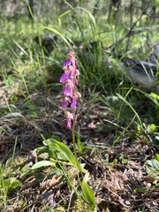 Orchis spitzelii