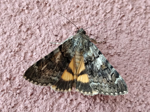 Oak Yellow Underwing