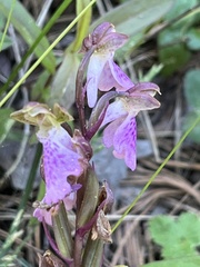 Orchis spitzelii