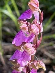 Orchis spitzelii