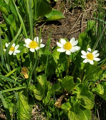 Caltha chionophila