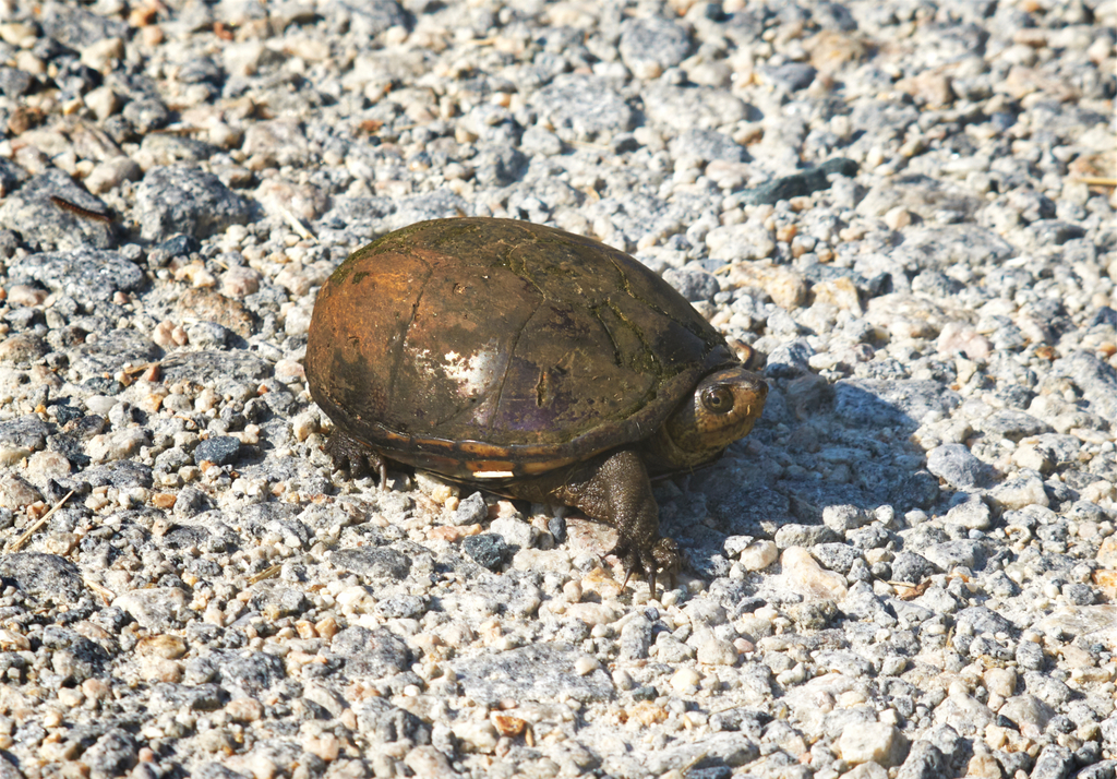 Southeastern Mud Turtle from Bombay Hook on June 15, 2022 at 08:49 AM ...