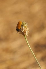 Labidostomis taxicornis