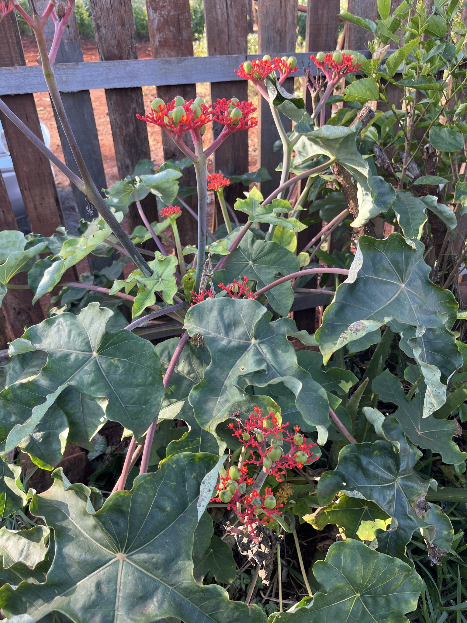 Jatropha podagrica
