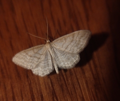 Idaea macilentaria