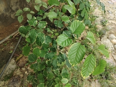 Polyscias balfouriana