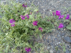 Vicia alpestris