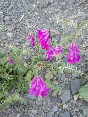 Vicia alpestris