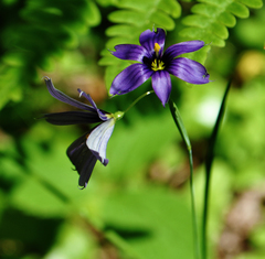 Sisyrinchium montanum