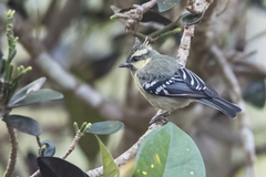 Machlolophus aplonotus