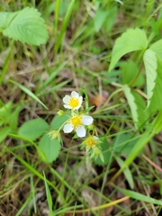 Fragaria virginiana