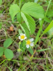Fragaria virginiana