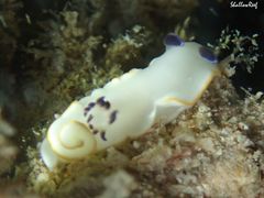 Ardeadoris scottjohnsoni