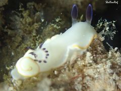 Ardeadoris scottjohnsoni