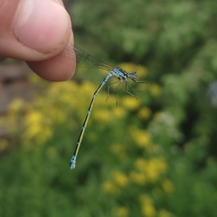 Coenagrion pulchellum