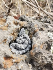 Crotalus transversus