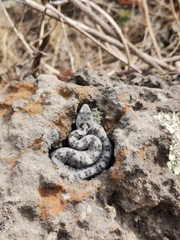 Crotalus transversus