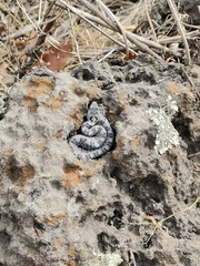 Crotalus transversus