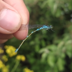 Coenagrion pulchellum