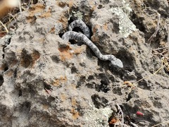 Crotalus transversus