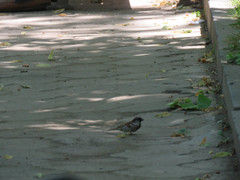 Passer domesticus