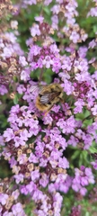 Bombus