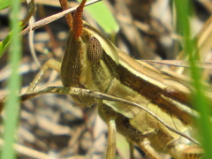 Mermiria intertexta