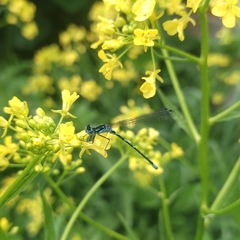 Coenagrion pulchellum