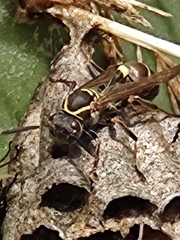 Mischocyttarus mexicanus