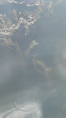 Potamogeton perfoliatus