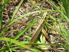 Mermiria intertexta