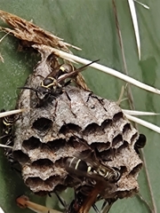 Mischocyttarus mexicanus